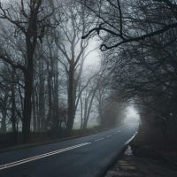 Misty country road flanked by bare trees in a foggy, eerie forest setting.