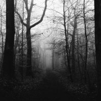 A mysterious black and white image of a foggy pathway through a dense, leafless, wooded area.