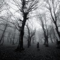A lone figure stands among bare trees in a foggy forest, evoking mystery.