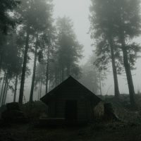 A misty morning in a dense forest with towering trees and a small cabin.