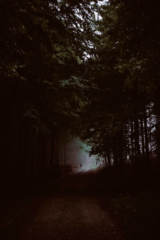 A moody and mysterious forest pathway captured at twilight, inviting exploration.