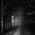 grayscale photo of trees and pathway
