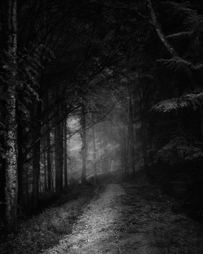 grayscale photo of trees and pathway