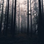 tall trees