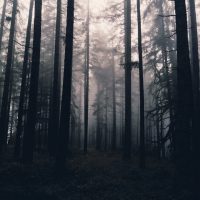 tall trees