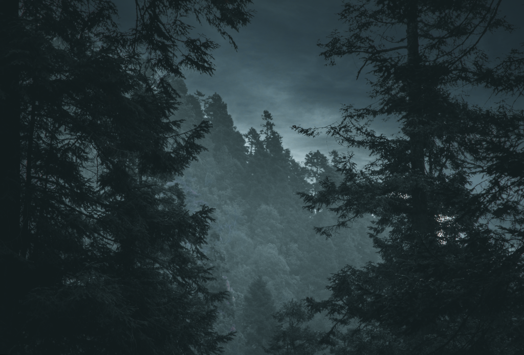 A serene moody forest view at twilight, showcasing the natural beauty of trees.
