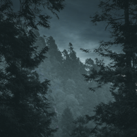 A serene moody forest view at twilight, showcasing the natural beauty of trees.