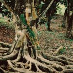 A mystical tree with fairy doors amidst sprawling roots in a lush forest setting.