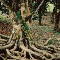 A mystical tree with fairy doors amidst sprawling roots in a lush forest setting.