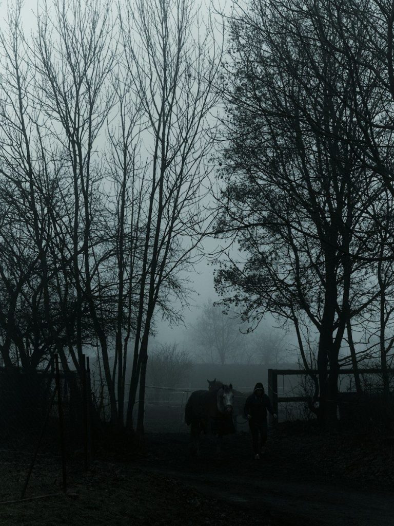 a couple of horses walking down a dirt road