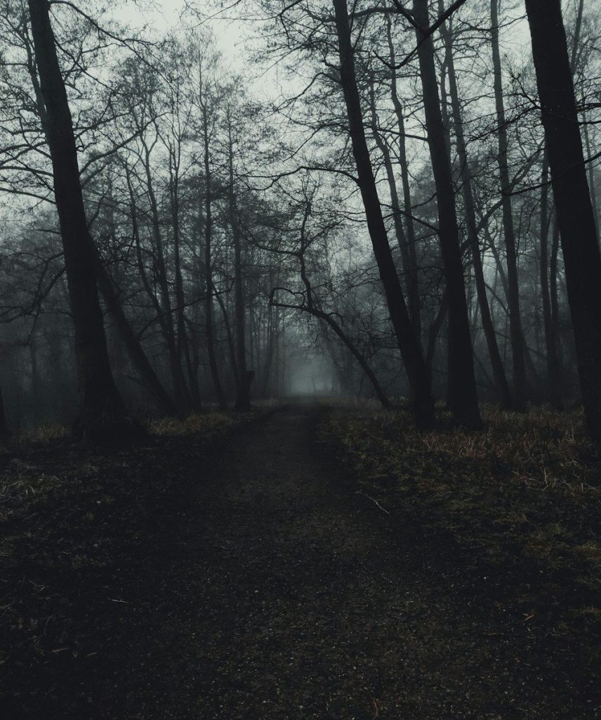 a path in the middle of a dark forest