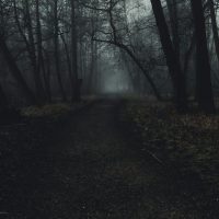 a path in the middle of a dark forest